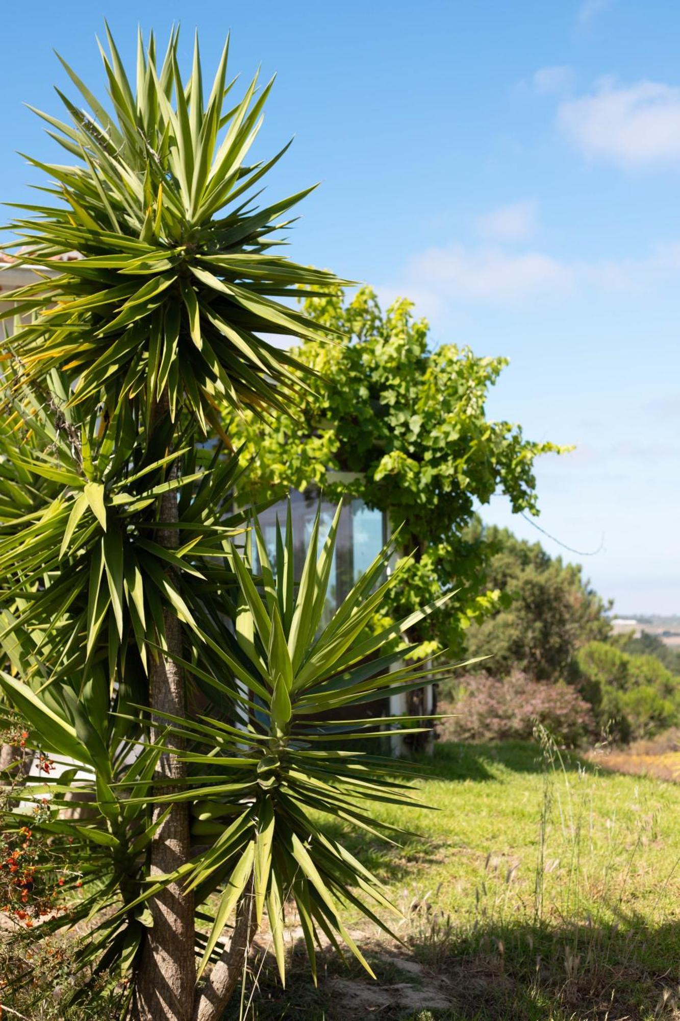 Monte Da Urze Aljezur - Agroturismo Extérieur photo