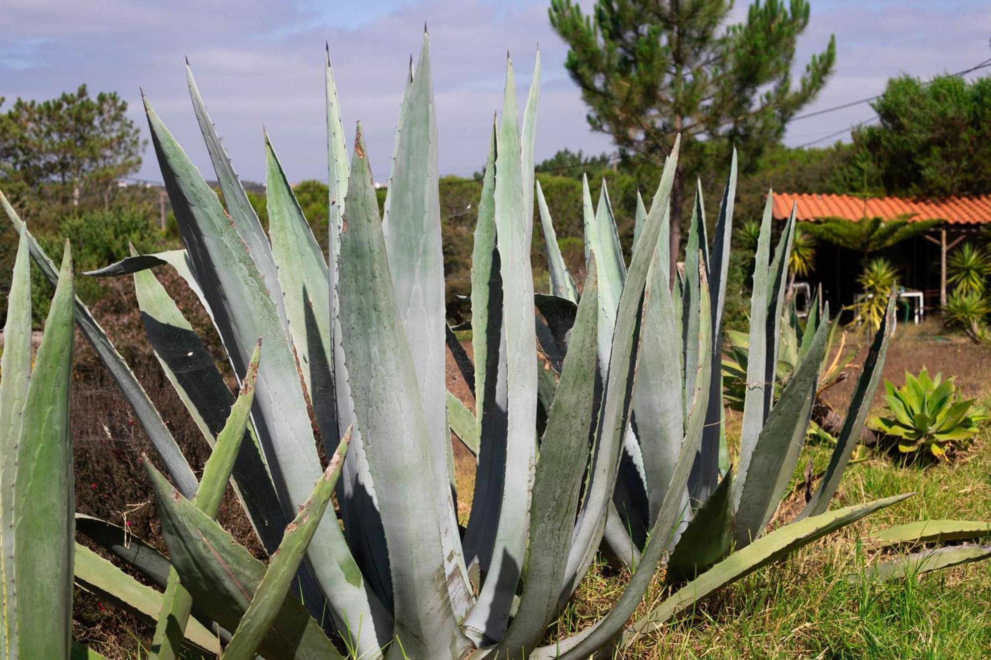 Monte Da Urze Aljezur - Agroturismo Extérieur photo
