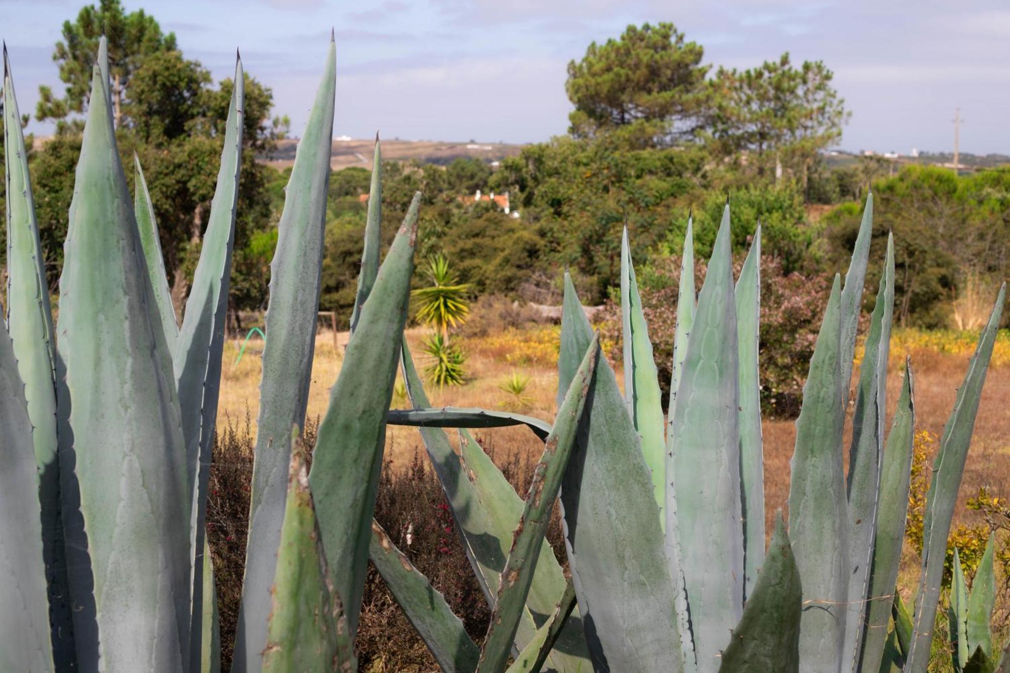Monte Da Urze Aljezur - Agroturismo Extérieur photo